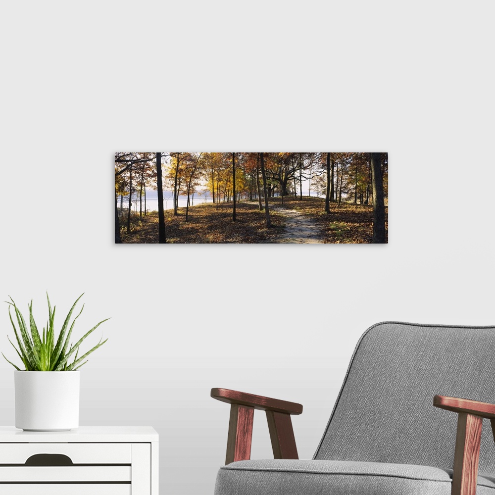 A modern room featuring Panoramic photograph of dirt trail winding through an autumn forest with river in the distance.