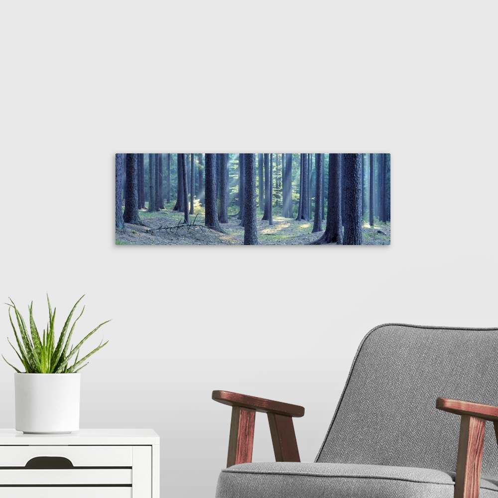 A modern room featuring Trees in a forest, South Bohemia, Czech Republic