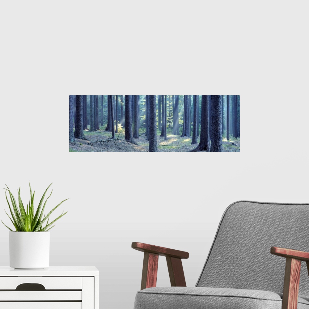 A modern room featuring Trees in a forest, South Bohemia, Czech Republic