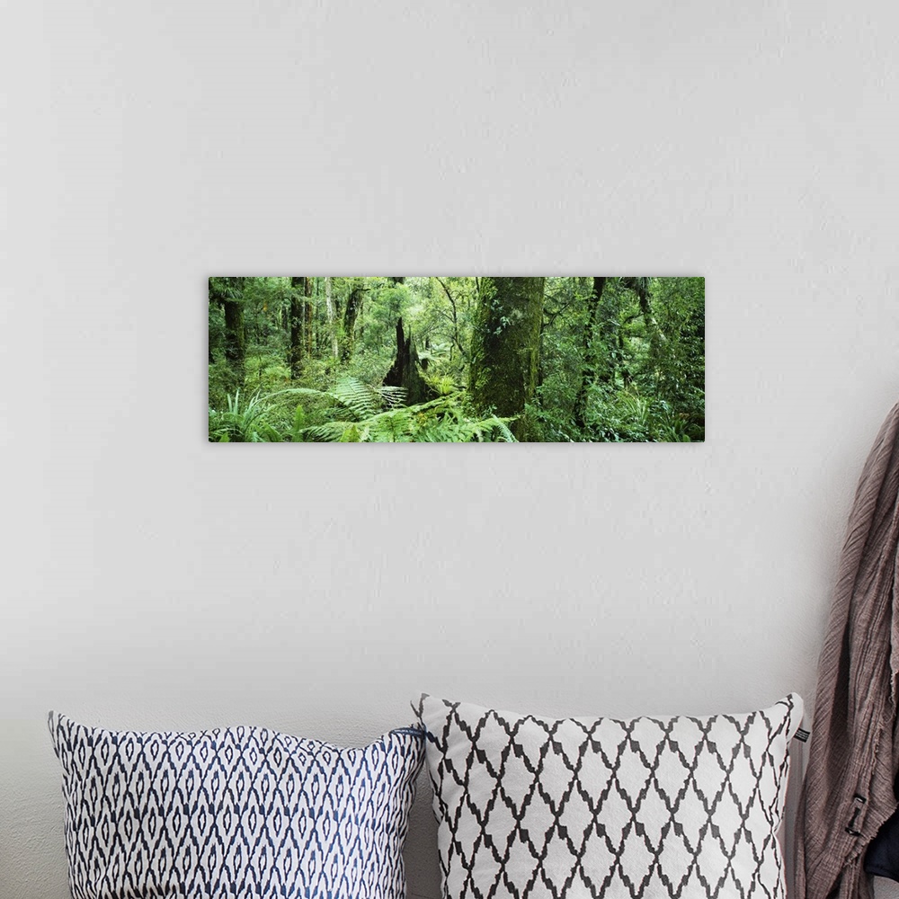 A bohemian room featuring Trees in a forest, Te Urewera National Park, North Island, New Zealand