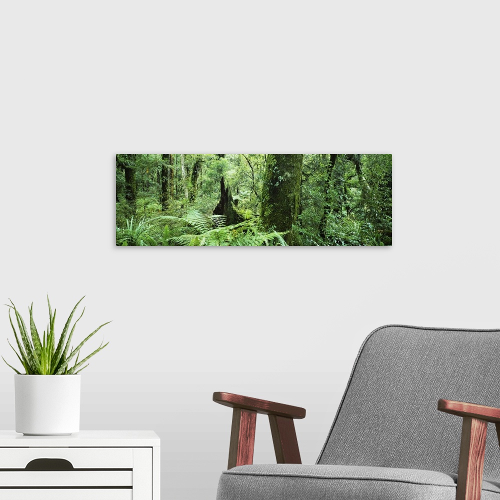 A modern room featuring Trees in a forest, Te Urewera National Park, North Island, New Zealand
