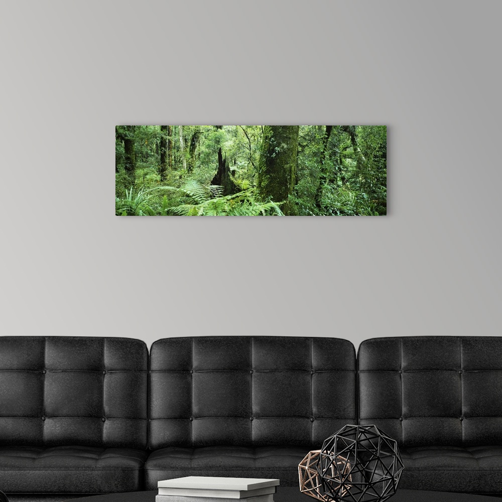 A modern room featuring Trees in a forest, Te Urewera National Park, North Island, New Zealand