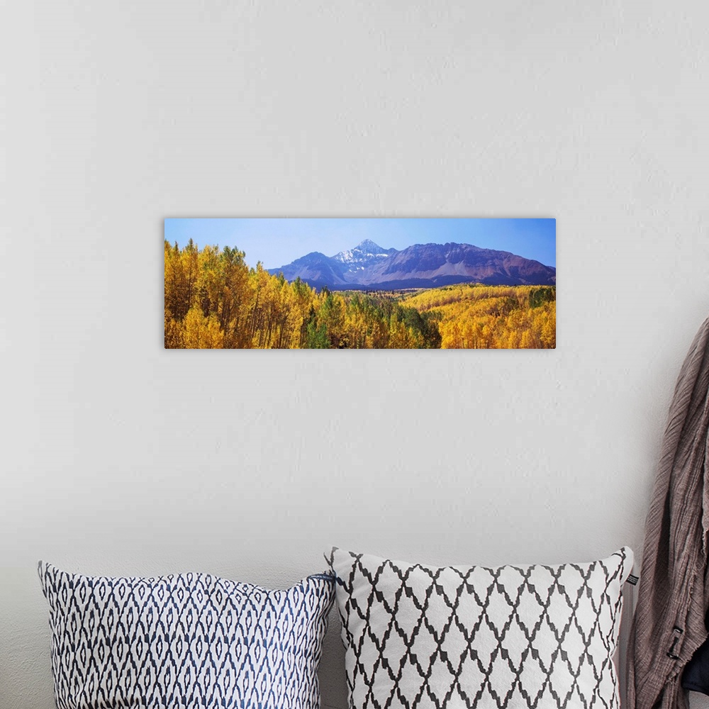 A bohemian room featuring Trees in a forest with mountain range in the background, Telluride, San Miguel County, Colorado, USA