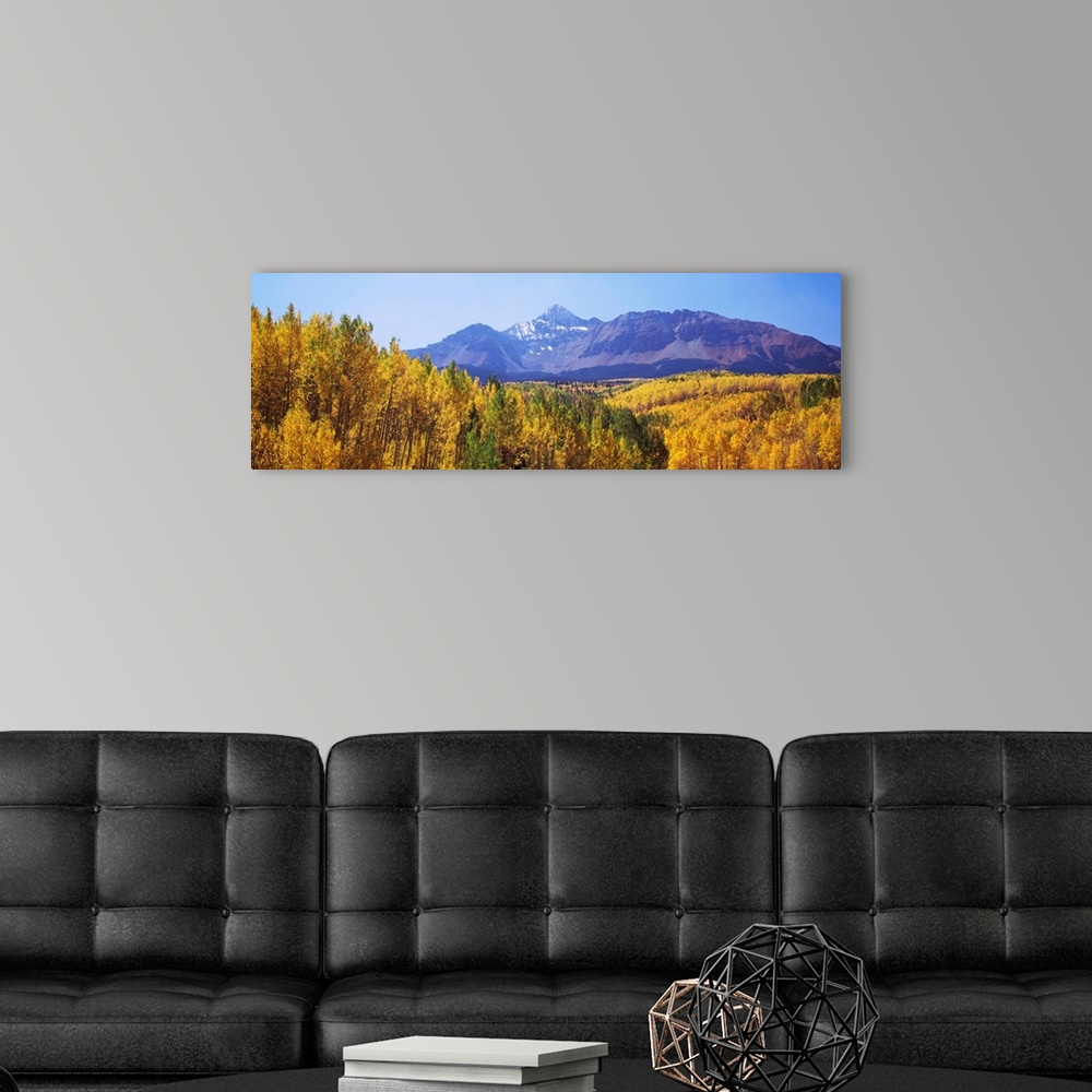 A modern room featuring Trees in a forest with mountain range in the background, Telluride, San Miguel County, Colorado, USA