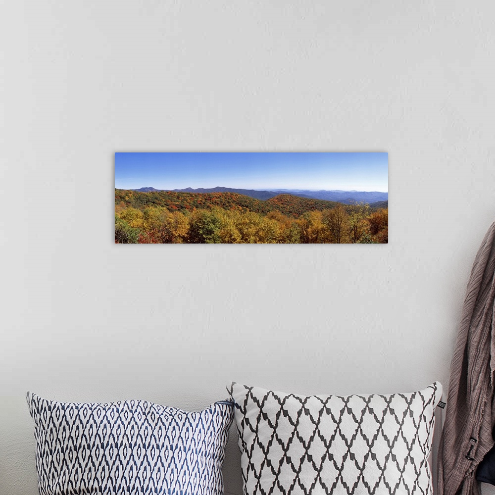 A bohemian room featuring Trees in a forest with mountains in the background Blue Ridge Mountains North Carolina