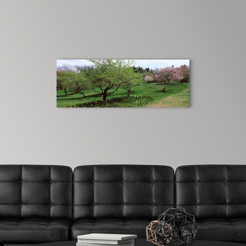 A modern room featuring Trees in a garden, Ellwanger Garden, Rochester, Monroe County, New York State,