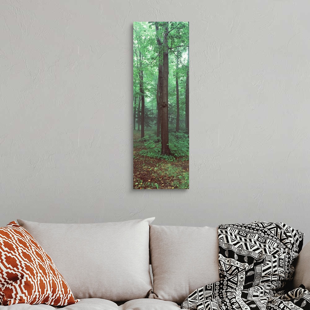 A bohemian room featuring Trees in a rainforest