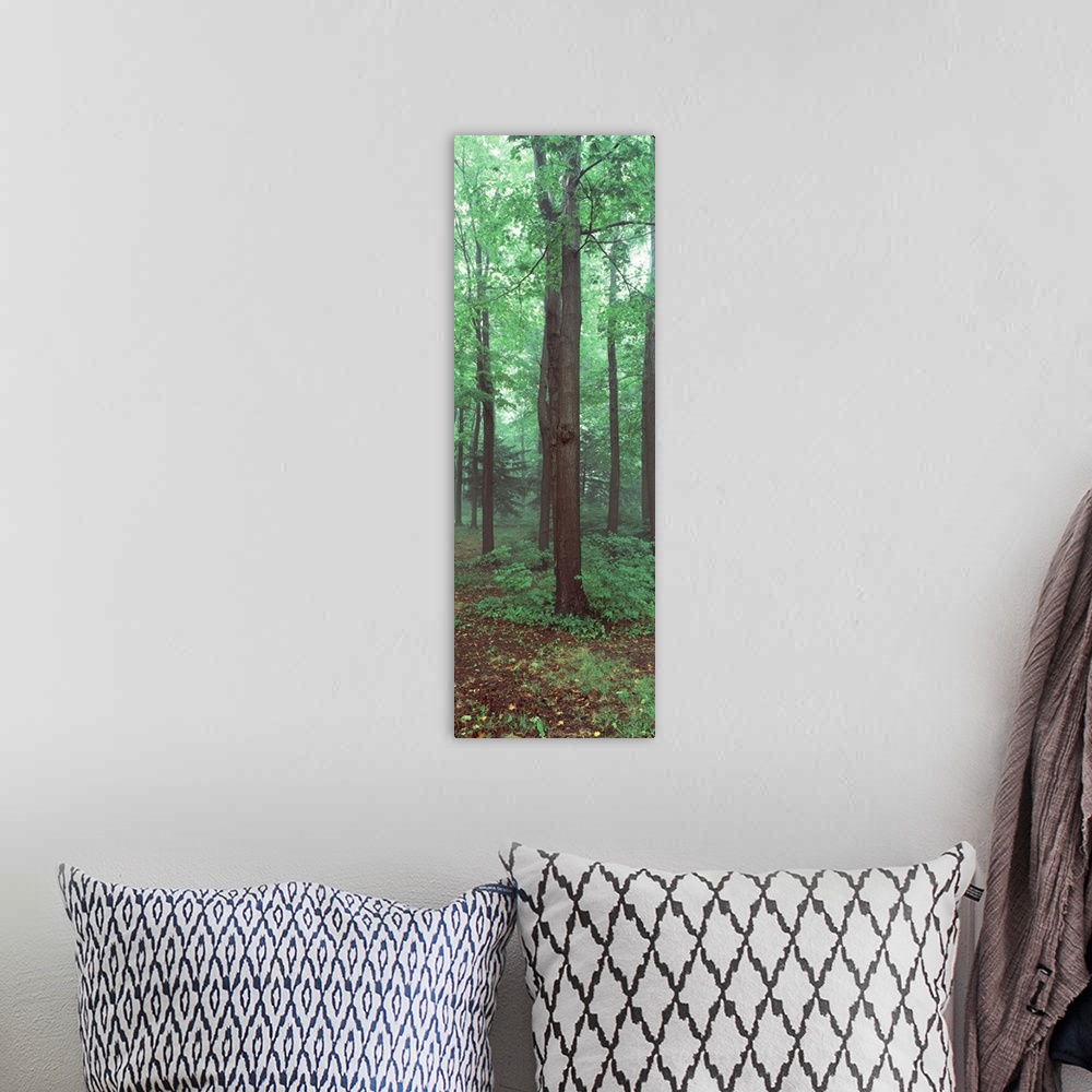 A bohemian room featuring Trees in a rainforest