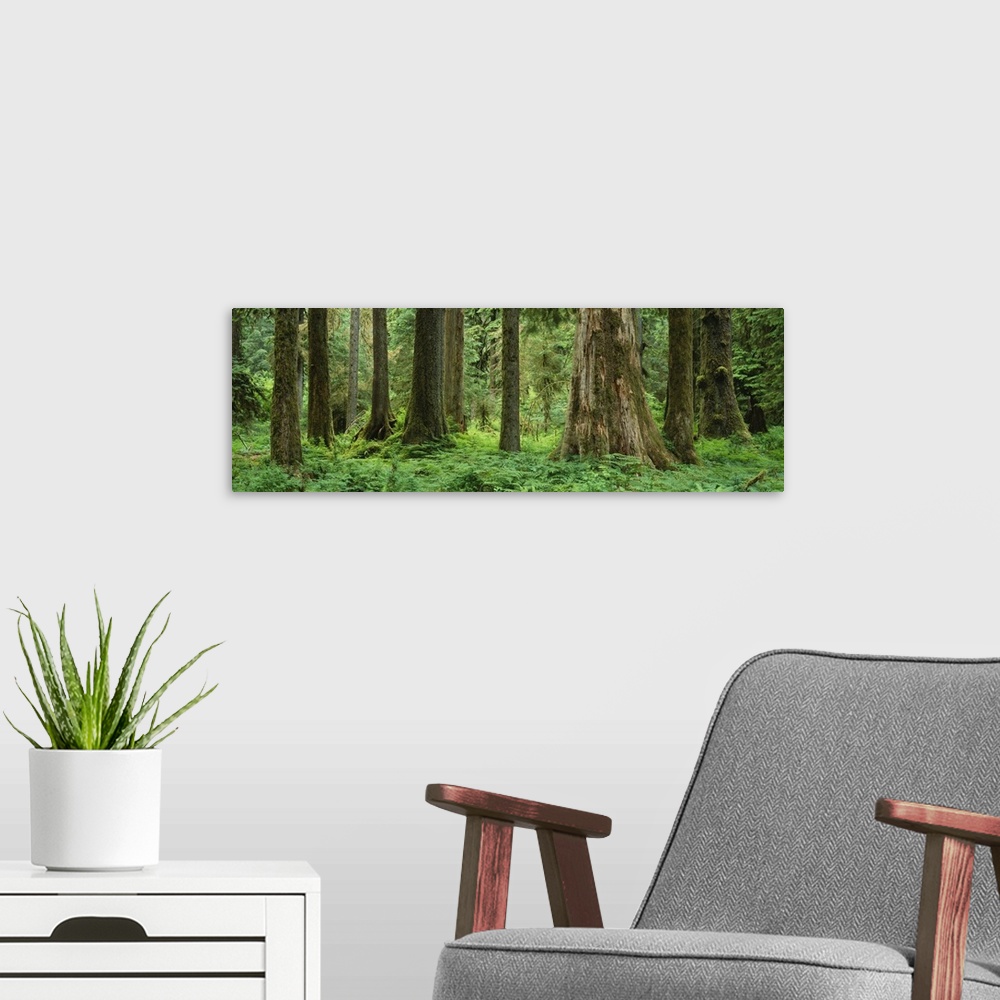 A modern room featuring Trees in a rainforest, Hoh Rainforest, Olympic National Park, Washington State