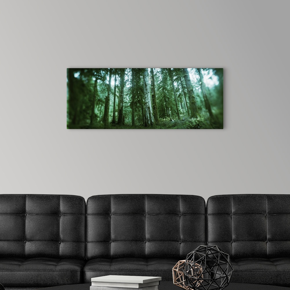A modern room featuring Trees in a rainforest, Olympic National Park, Olympic Peninsula, Washington State,