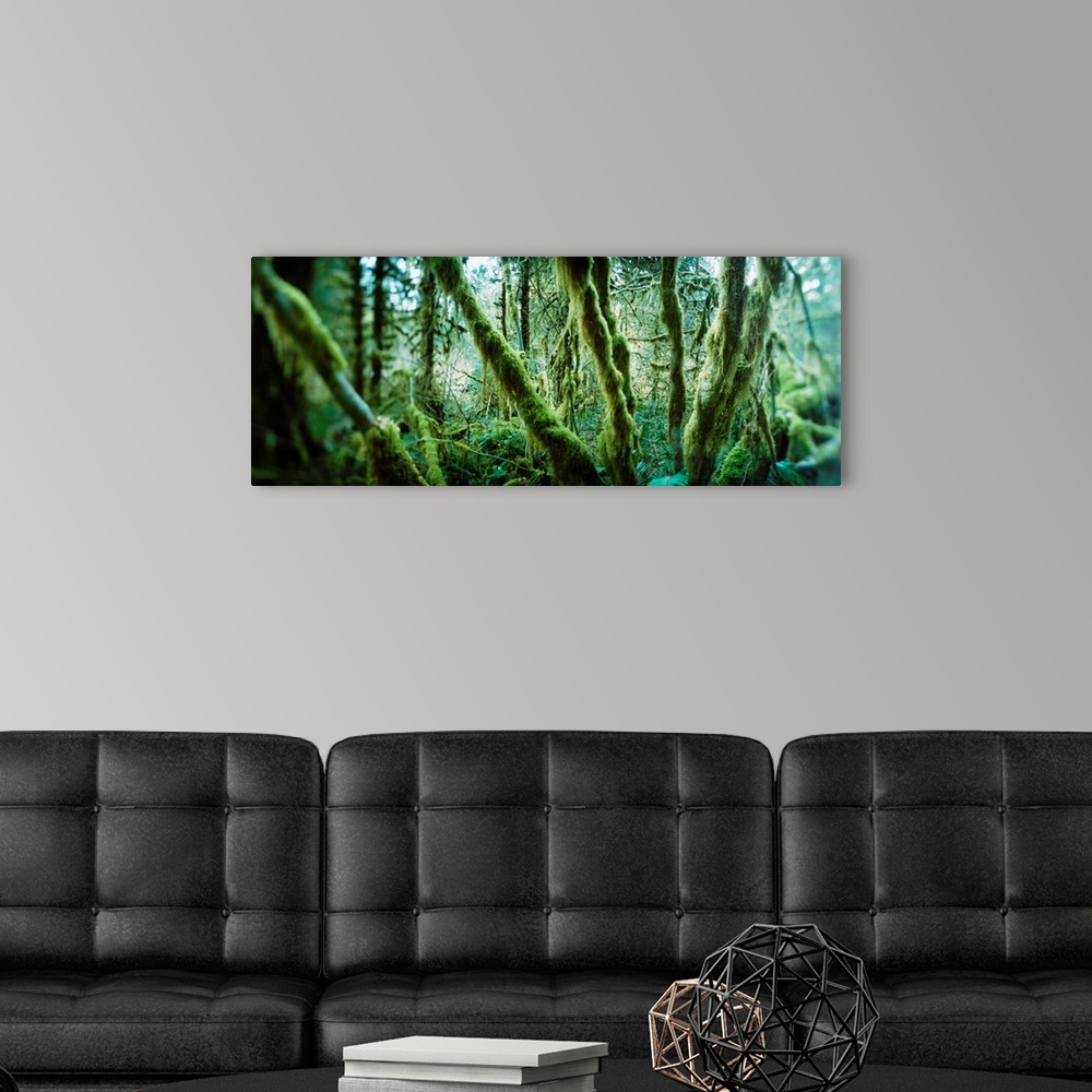 A modern room featuring Trees in a rainforest, Olympic National Park, Olympic Peninsula, Washington State,