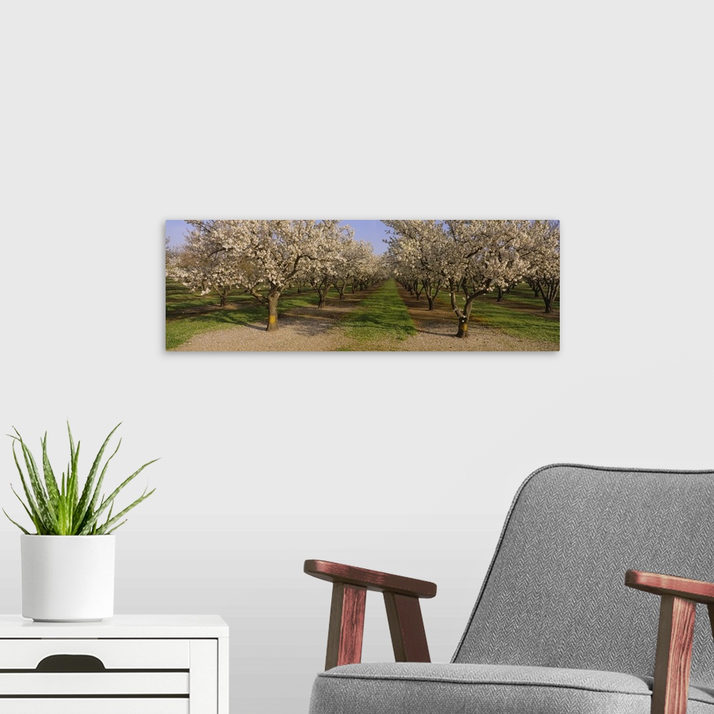 A modern room featuring Trees in a row, Almond Tree, Sacramento, California