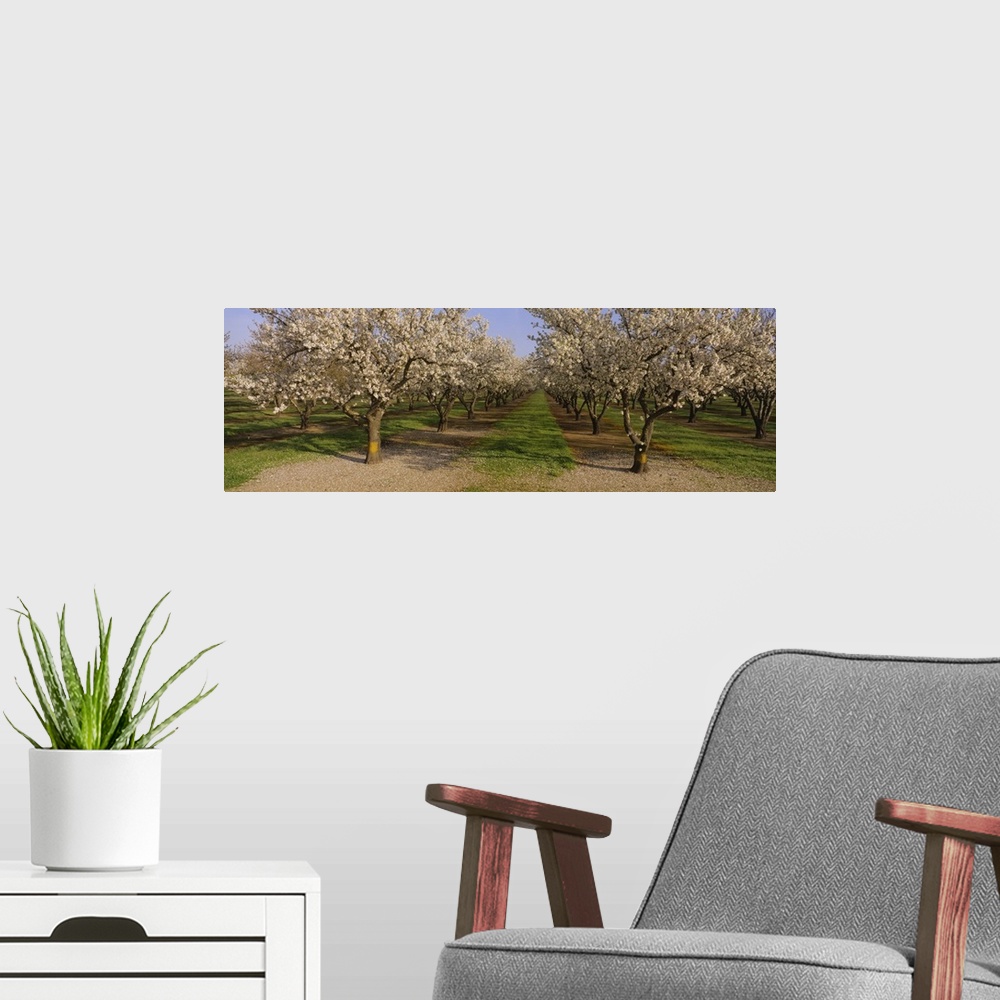 A modern room featuring Trees in a row, Almond Tree, Sacramento, California