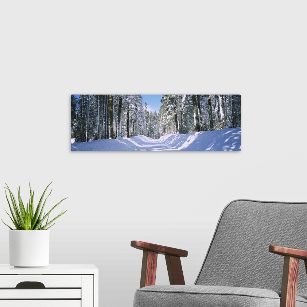 A modern room featuring Tree Lined Snow Covered Road, Winter, Crane Flat Campground, Yosemite National Park, Calfornia, USA