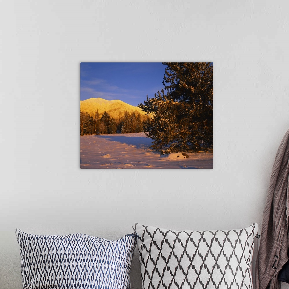 A bohemian room featuring Trees in a ski resort, Arizona Snowbowl, Mt Humphreys, San Francisco Peaks, Coconino National For...