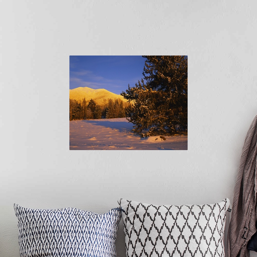 A bohemian room featuring Trees in a ski resort, Arizona Snowbowl, Mt Humphreys, San Francisco Peaks, Coconino National For...