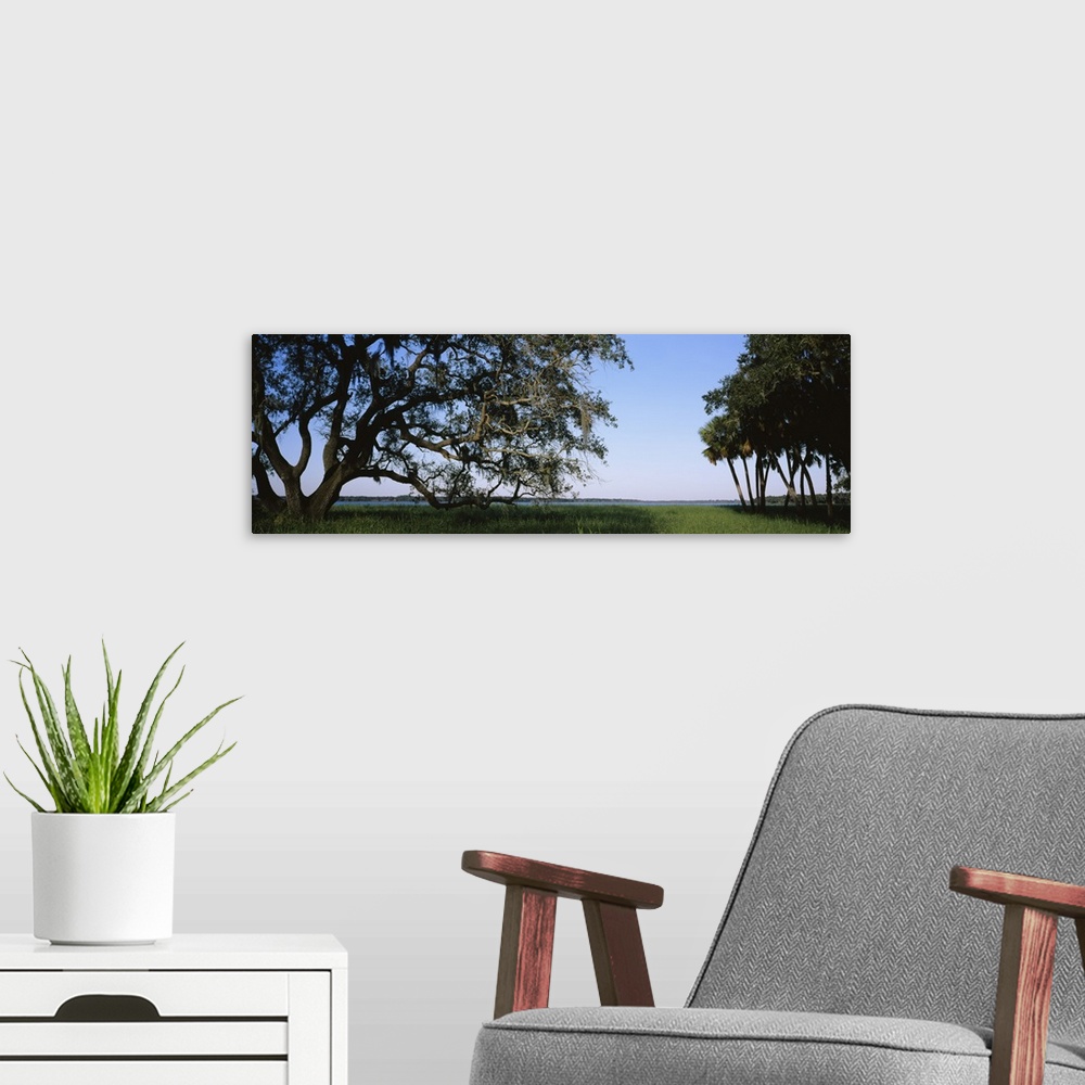 A modern room featuring Trees in a state park, Myakka River State Park, Sarasota, Florida