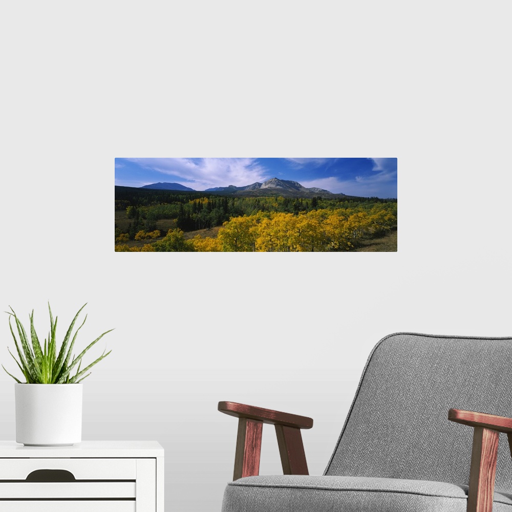 A modern room featuring Trees in a valley, Waterton Lakes National Park, Alberta, Canada
