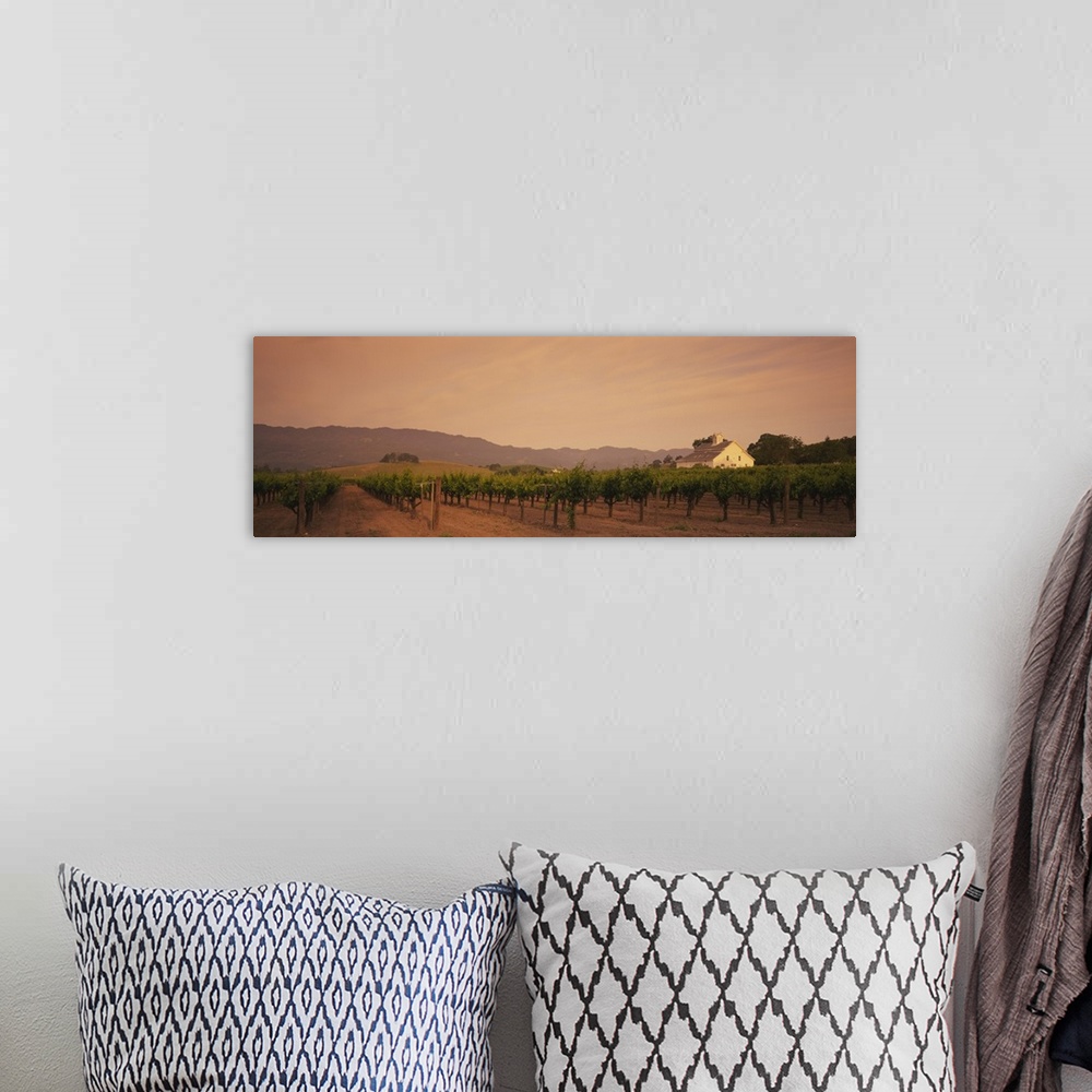 A bohemian room featuring An elongated view of a vineyard field in Napa with large hills lining the background of the picture.