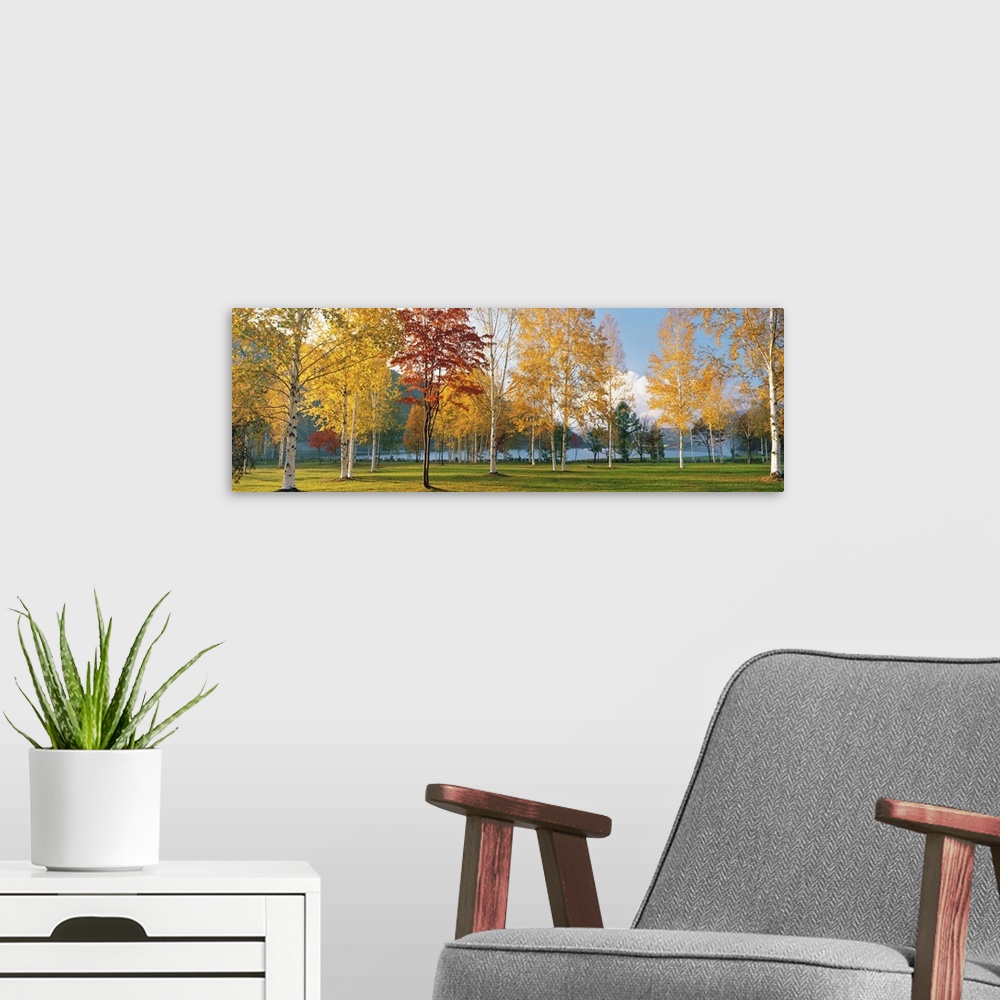 A modern room featuring Trees in autumn