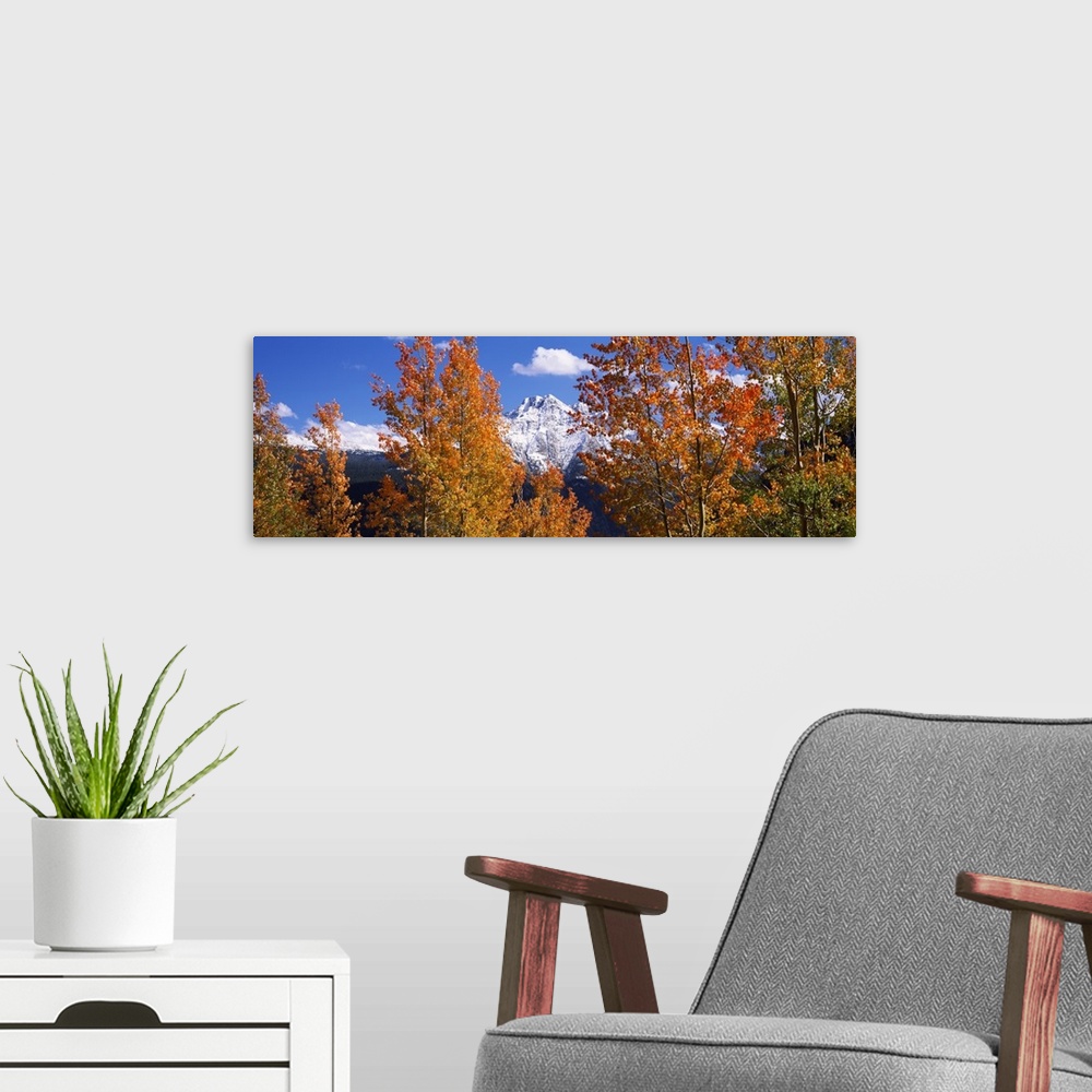 A modern room featuring Trees in autumn, Colorado