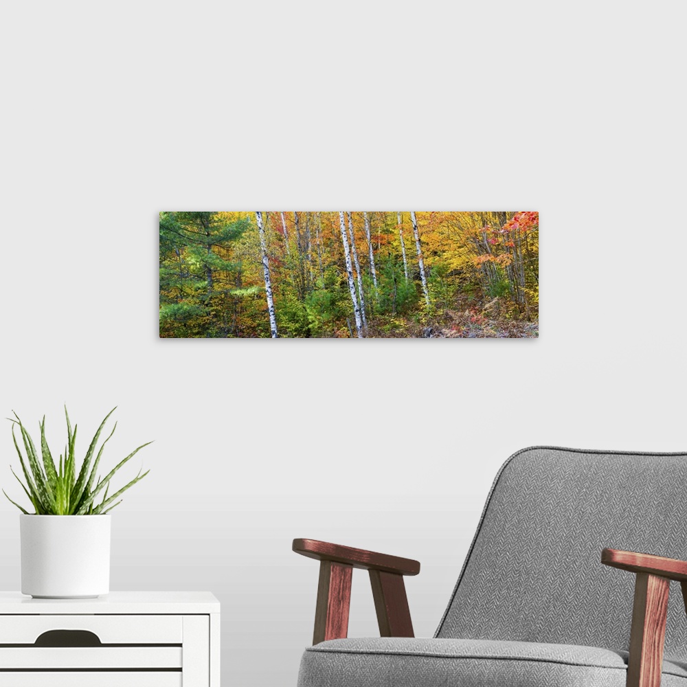 A modern room featuring Trees in autumn, Hiawatha National Forest, Alger County, Michigan