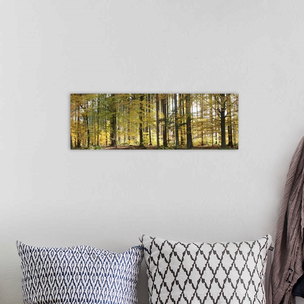 A bohemian room featuring Trees in autumn, Hohenlohe, Baden-Wurttemberg, Germany