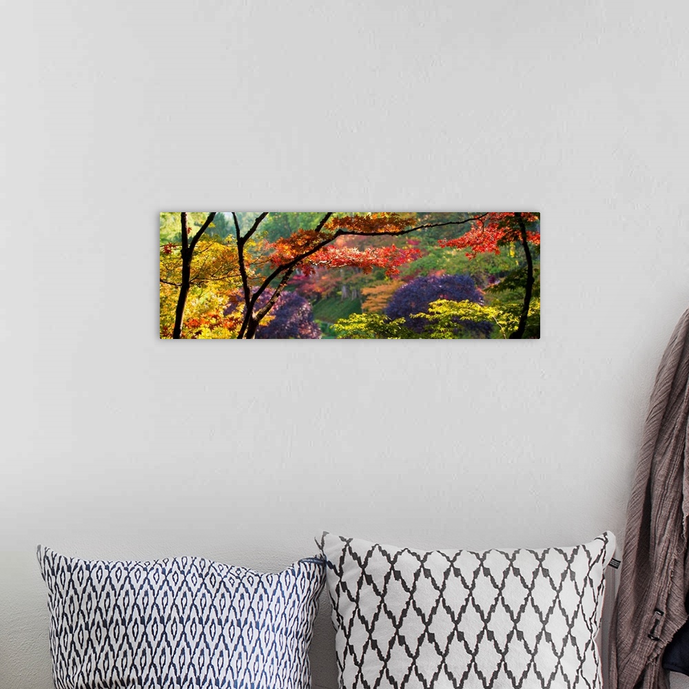 A bohemian room featuring Panoramic photograph taken of thin trees with various colored trees behind them.