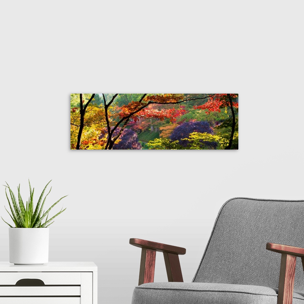 A modern room featuring Panoramic photograph taken of thin trees with various colored trees behind them.