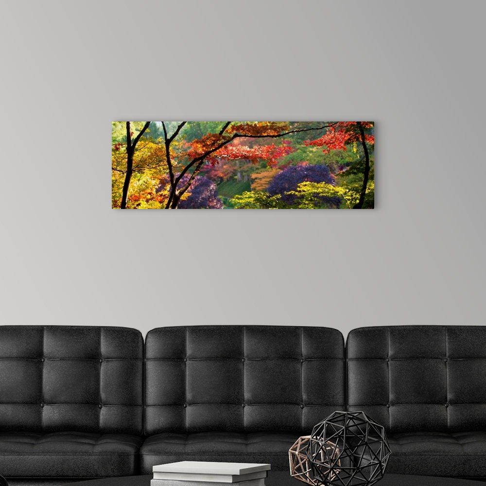 A modern room featuring Panoramic photograph taken of thin trees with various colored trees behind them.