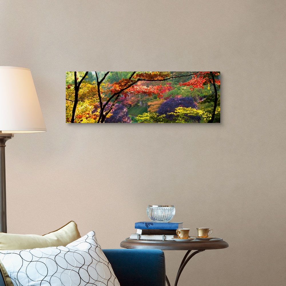 A traditional room featuring Panoramic photograph taken of thin trees with various colored trees behind them.