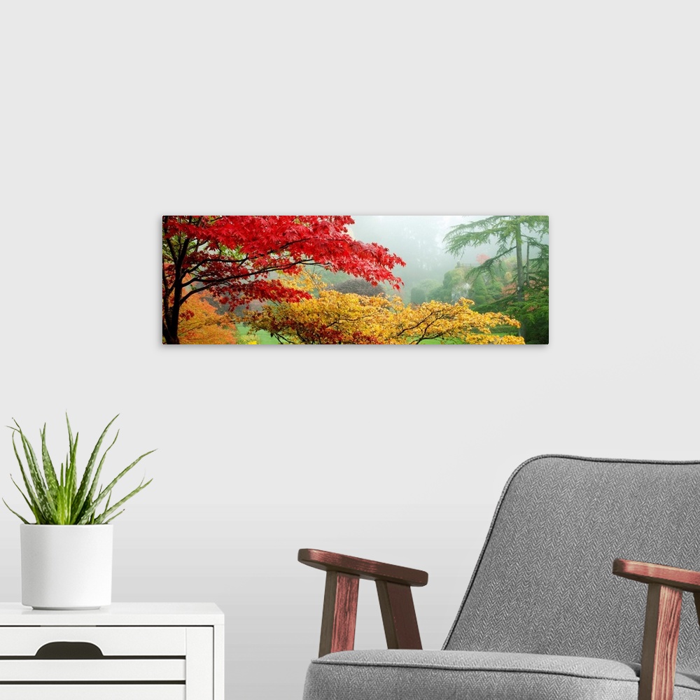A modern room featuring Panoramic photo of brightly colored autumn leaves on trees in an Canadian garden.