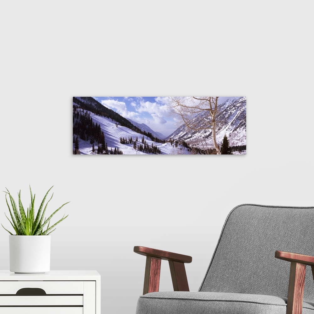 A modern room featuring Trees in snow, Snowbird Ski Resort, Utah, USA
