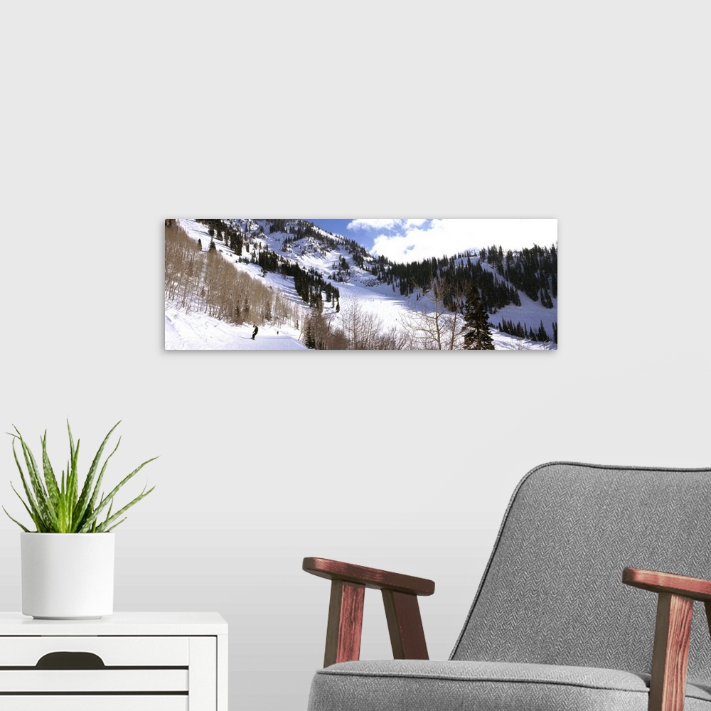 A modern room featuring Trees in snow, Snowbird Ski Resort, Utah, USA