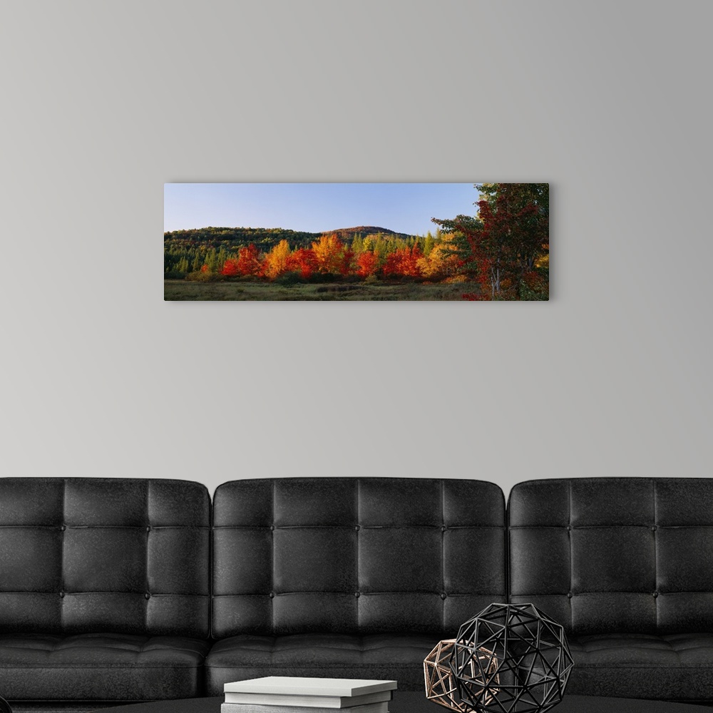 A modern room featuring Trees in the forest, Adirondack Mountains, Essex County, New York State