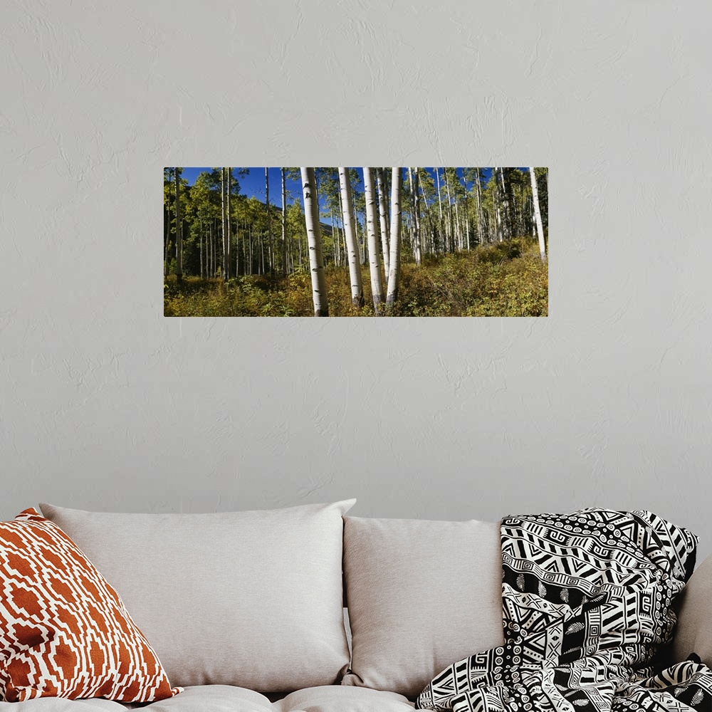 A bohemian room featuring Trees in the forest, Colorado