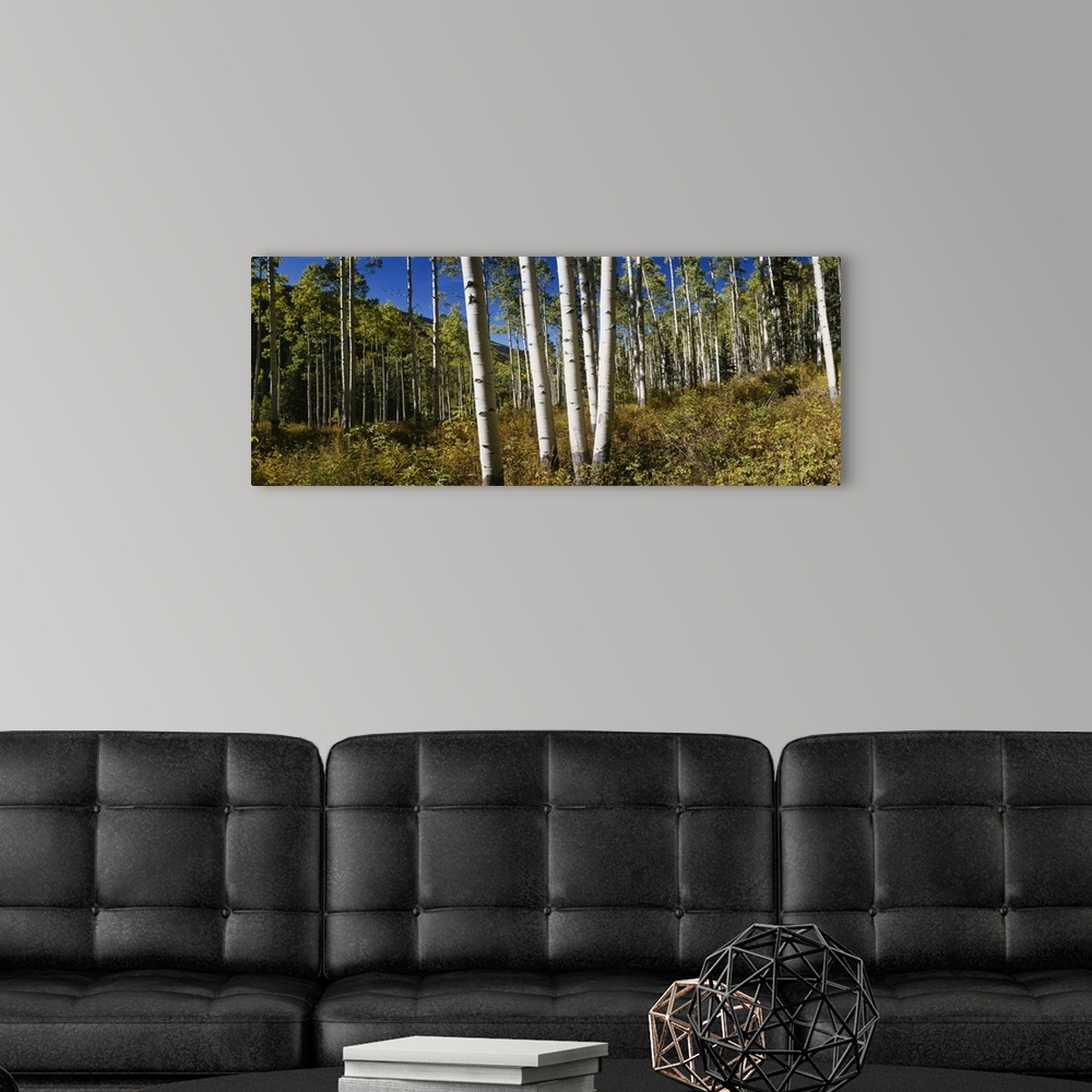 A modern room featuring Trees in the forest, Colorado