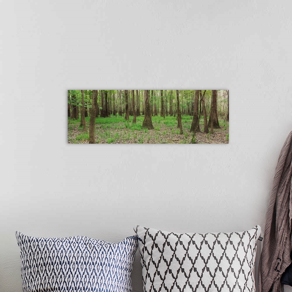 A bohemian room featuring Trees in the forest, Congaree National Park, South Carolina