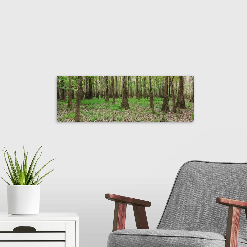 A modern room featuring Trees in the forest, Congaree National Park, South Carolina