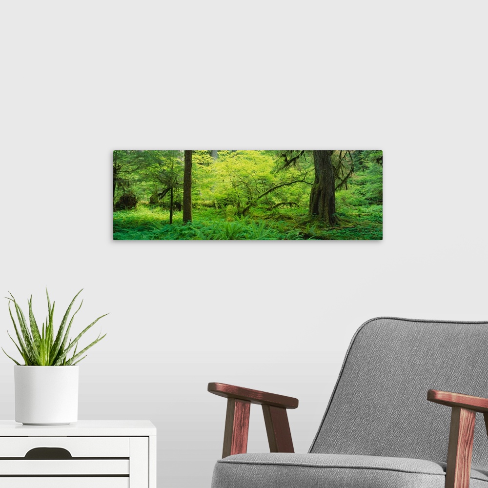 A modern room featuring Trees in the forest, Soleduck Valley, Olympic National Park, Washington State