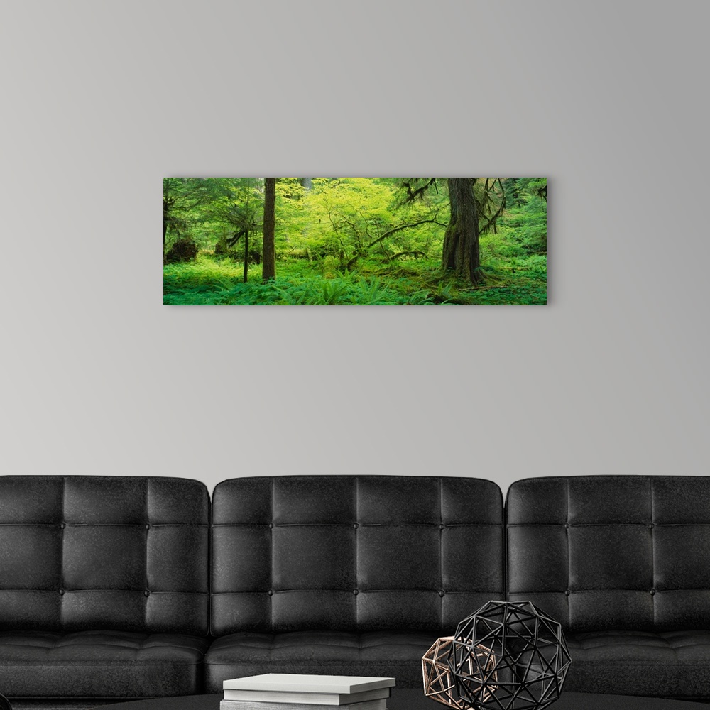 A modern room featuring Trees in the forest, Soleduck Valley, Olympic National Park, Washington State