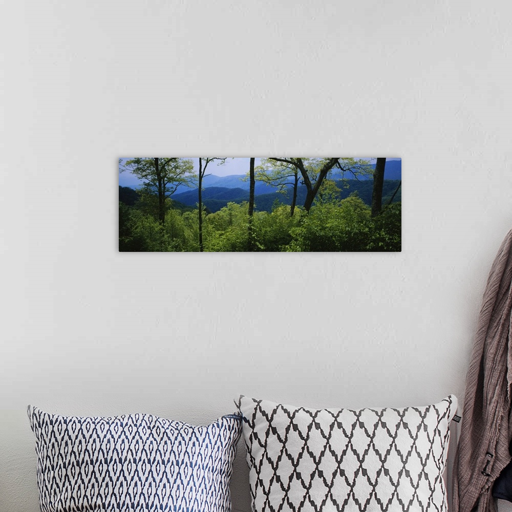 A bohemian room featuring Panoramic photograph of tree tops in forest with mountain silhouettes in distance.