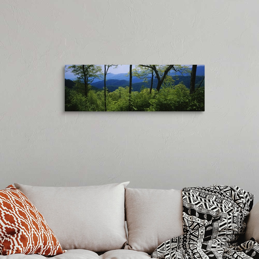 A bohemian room featuring Panoramic photograph of tree tops in forest with mountain silhouettes in distance.