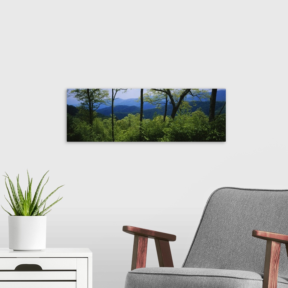 A modern room featuring Panoramic photograph of tree tops in forest with mountain silhouettes in distance.