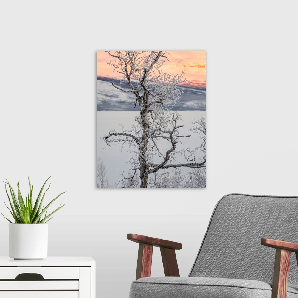 A modern room featuring Trees in the frozen landscape, cold temperatures as low as -47 celsius, Lapland, Sweden