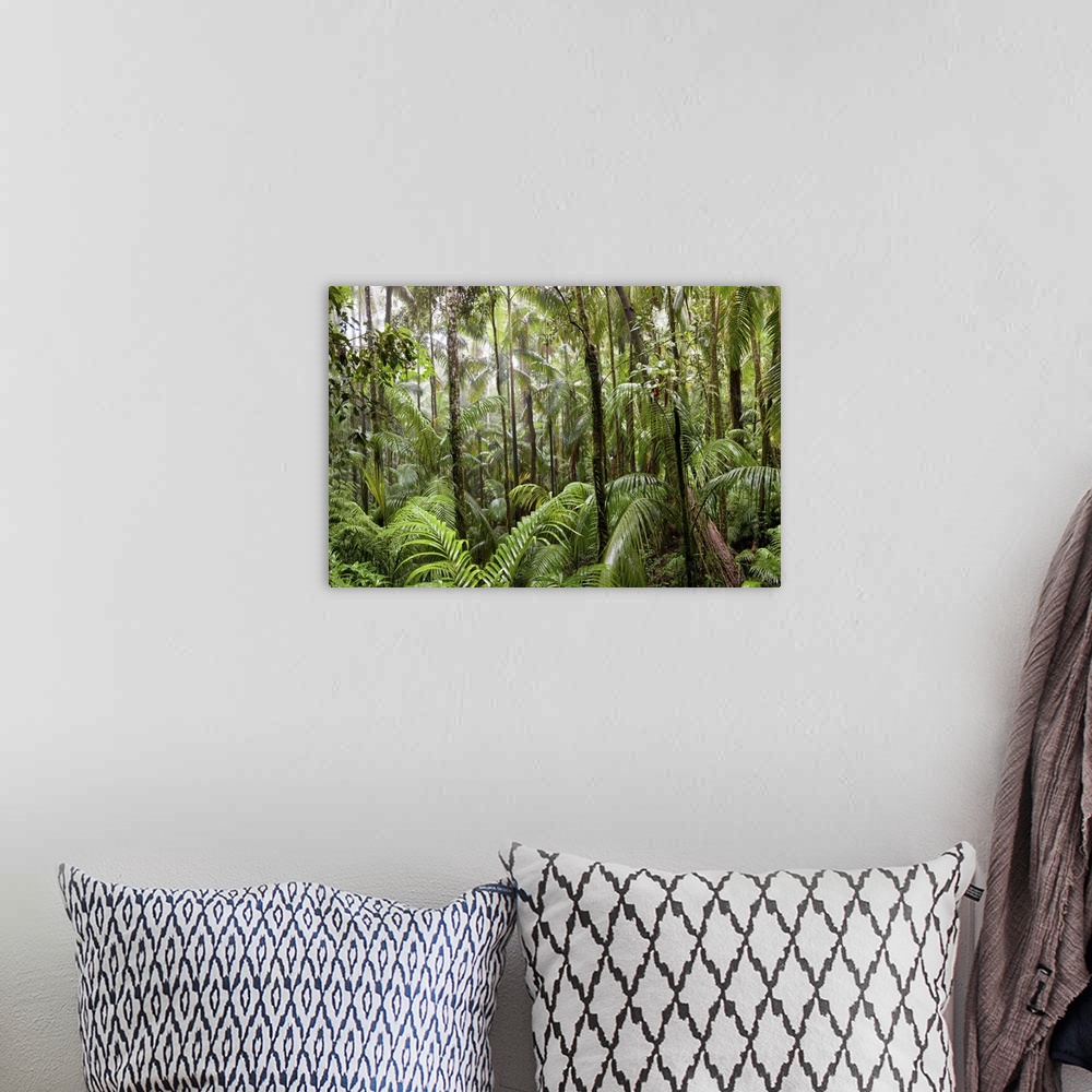A bohemian room featuring Trees in tropical rainforest, Eungella National Park, Mackay, Queensland, Australia