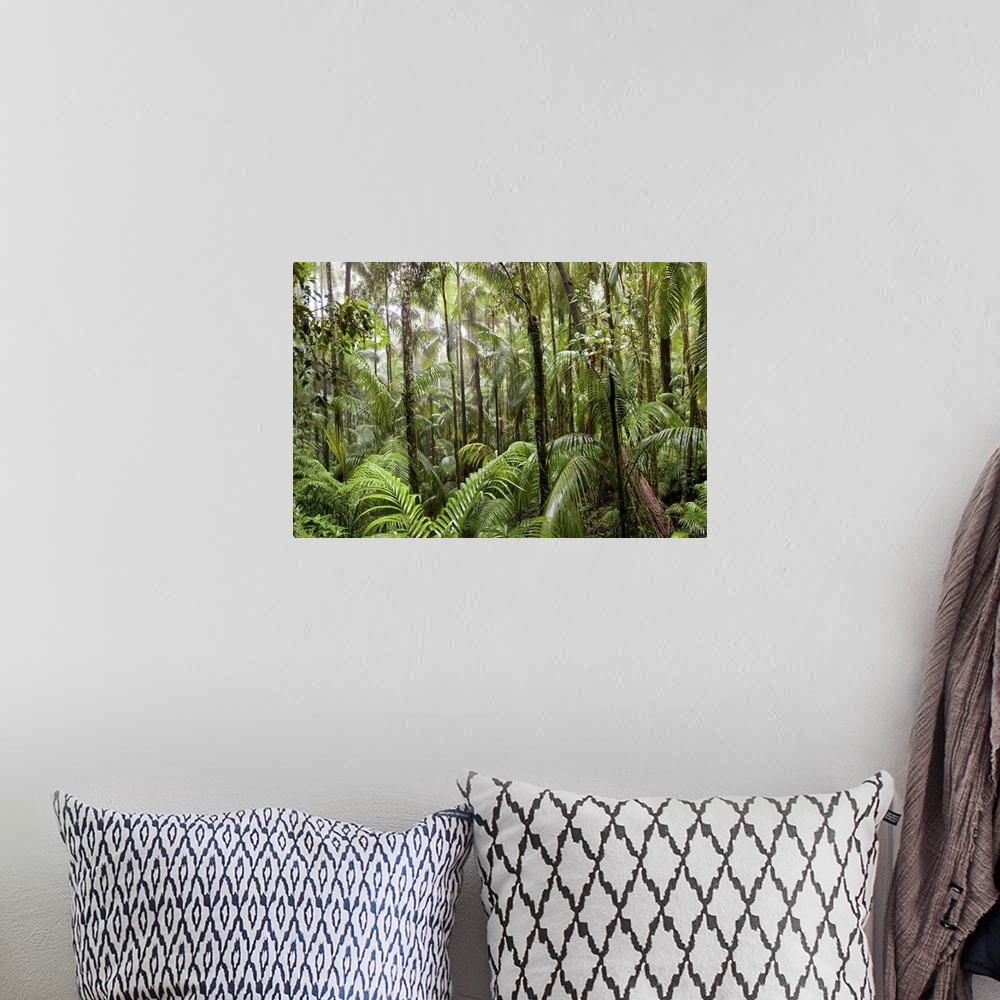 A bohemian room featuring Trees in tropical rainforest, Eungella National Park, Mackay, Queensland, Australia