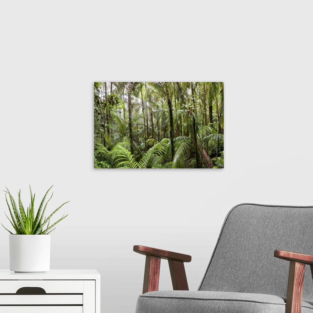A modern room featuring Trees in tropical rainforest, Eungella National Park, Mackay, Queensland, Australia
