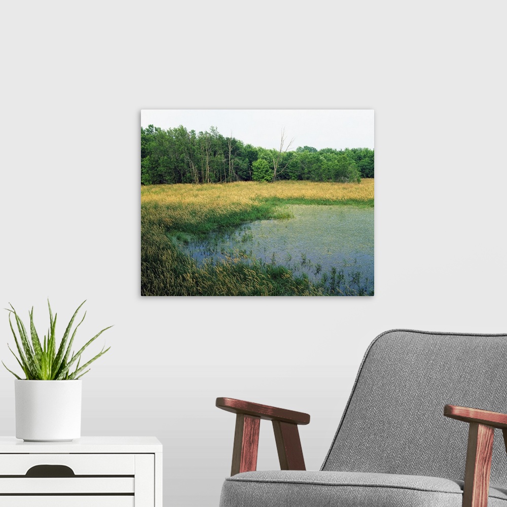 A modern room featuring Trees lining grassy pond, New Haven Potholes, Iowa