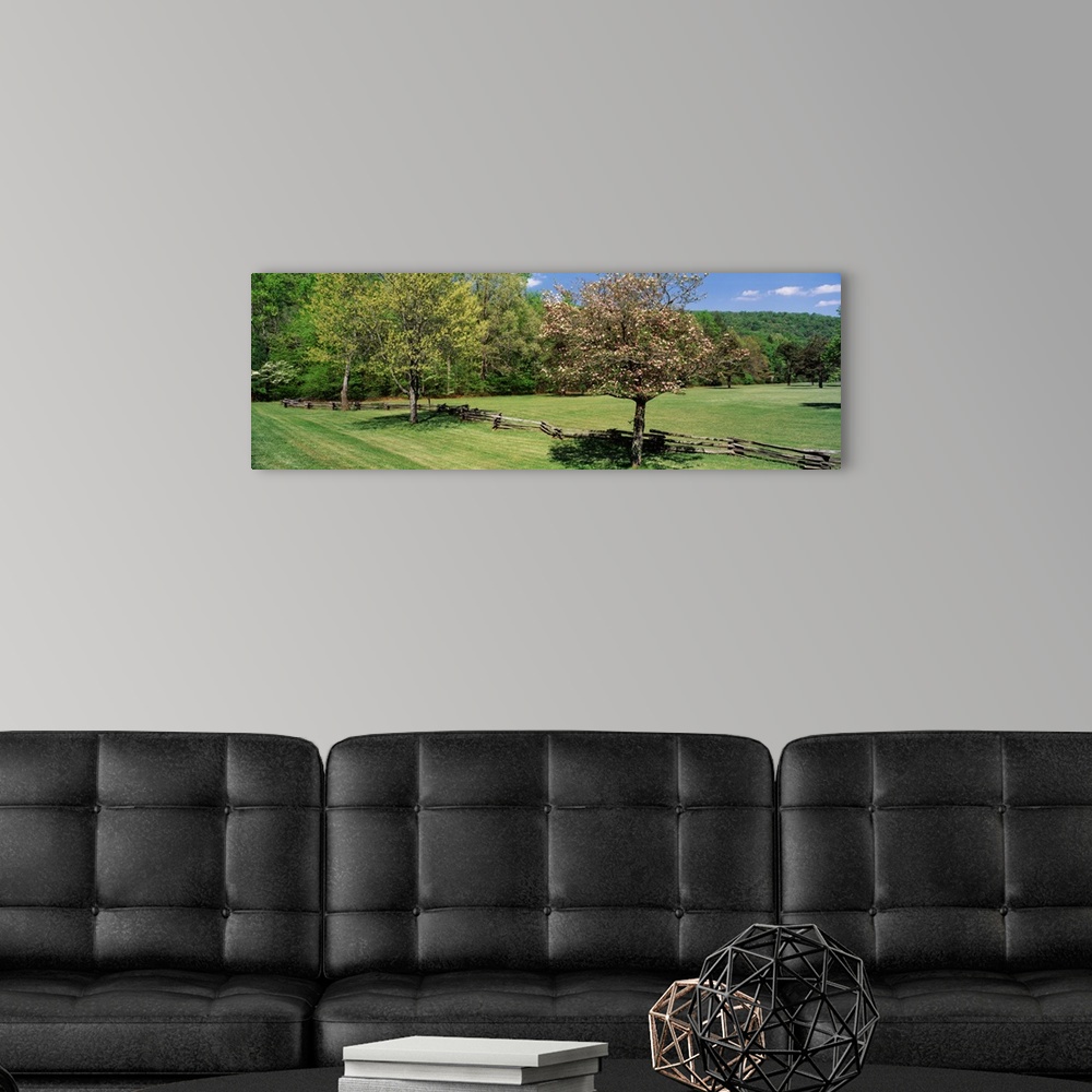 A modern room featuring Trees on a field, Davidson River Campground, Pisgah National Forest, Brevard, North Carolina